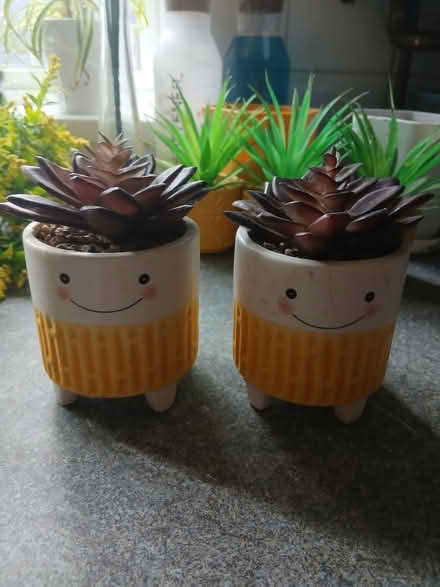 Photo of free Yellow plants/pots (Canford Heath, BH17 8) #3