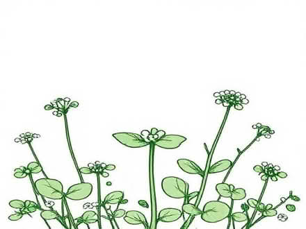 Photo of sweet woodruff plants (Chapeltown LS7) #1