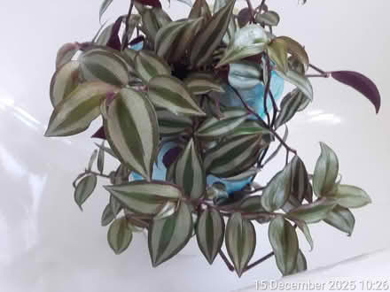 Photo of free 10 CUTTINGS available▪Tradescantia (Edgwarebury Lane) #1
