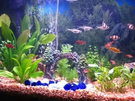 Photo of Tropical Community Fish (Bracknell Forest RG12) #1