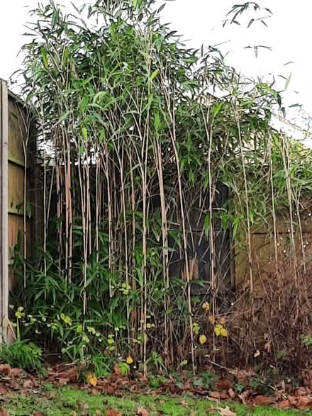 Photo of free Bamboo (Warsash SO31) #1