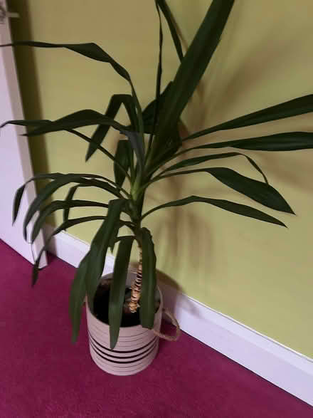 Photo of free Yukka plant (Walsall WS4) #1