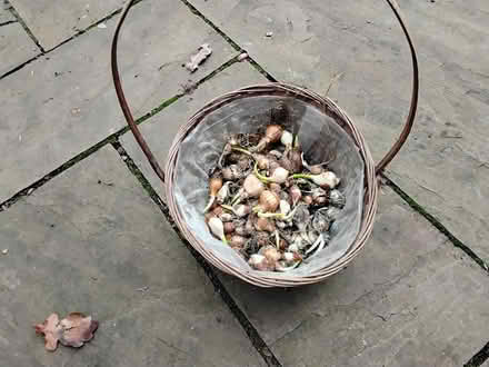 Photo of free Basket of mixed bulbs (Broadstone BH18) #1
