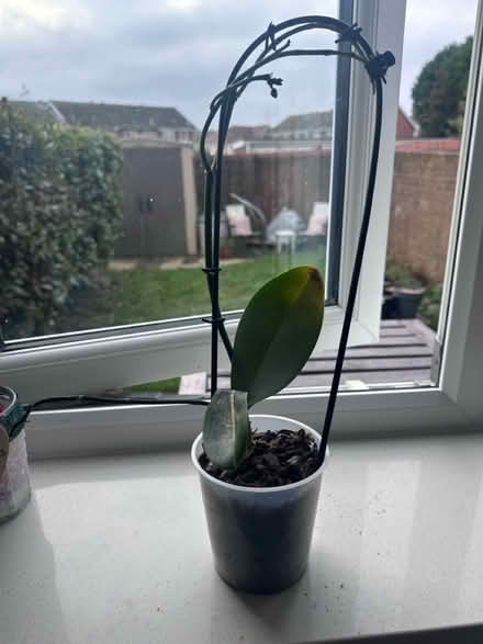Photo of free Orchid (Chichester PO19) #1