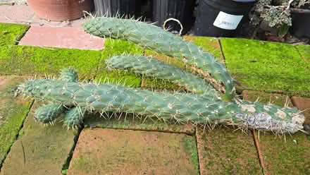 Photo of free Cholla Cactus Cuttings (los gatos and san jose) #3