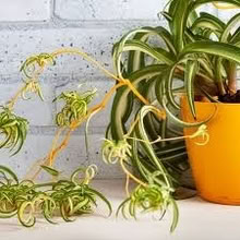 Photo of free Baby spider plant (Woodheys M33) #1