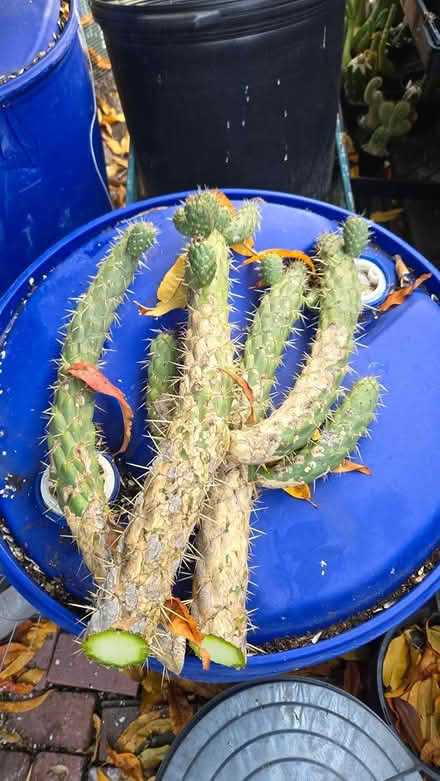 Photo of free Cholla Cactus Cuttings (los gatos and san jose) #2