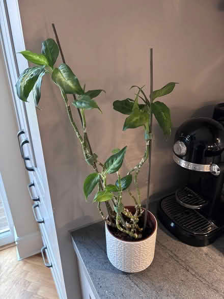 Photo of free Plant (Leighton Buzzard LU7) #1