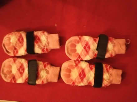 Photo of free Dog's paw protectors (South Reading RG2) #1