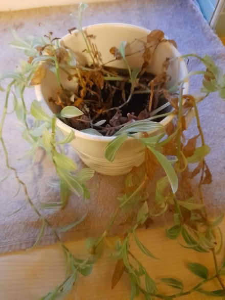 Photo of free Plants (Larkhall, Bath BA1) #2