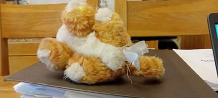 Photo of free Little Ginger Kitty soft toy (Baldock, SG7) #2