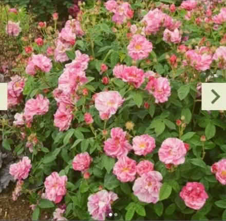 Photo of Garden plants/plant cuttings/pots (Newry BT35) #3