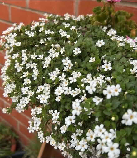 Photo of Garden plants/plant cuttings/pots (Newry BT35) #1