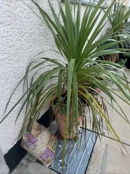 Photo of Garden plants/plant cuttings/pots (Newry BT35) #4