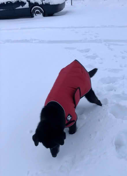 Photo of free Shedrow winter dog coat L (West End Halifax) #1