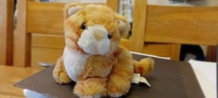 Photo of free Little Ginger Kitty soft toy (Baldock, SG7) #1