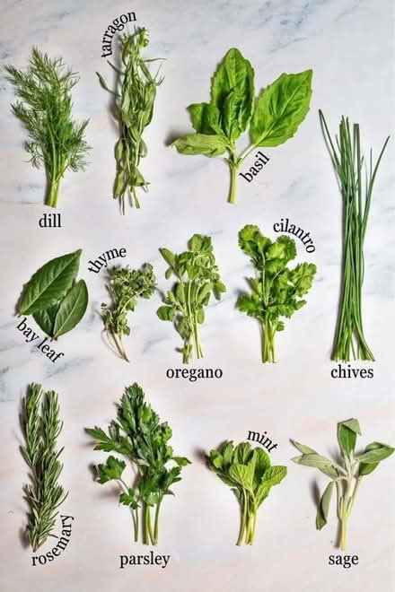 Photo of Herb cuttings (AB14) #1