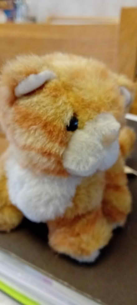 Photo of free Little Ginger Kitty soft toy (Baldock, SG7) #4