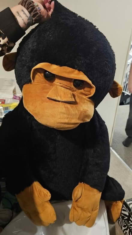 Photo of free Teddys (Panshager AL7) #3