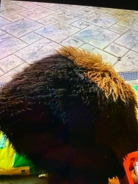 Photo of free Genuine Mongolian fur poffee (Leasowe CH45) #1