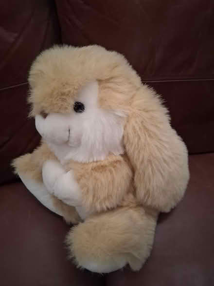 Photo of free Peter Rabbit and Thumper (Walkern SG2) #3