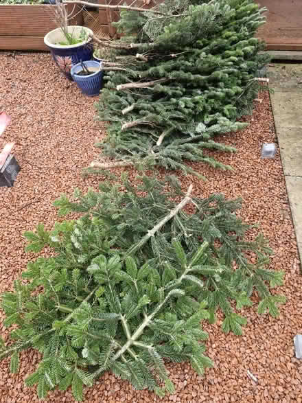 Photo of free Real christmas tree branches (Branston DE14) #1