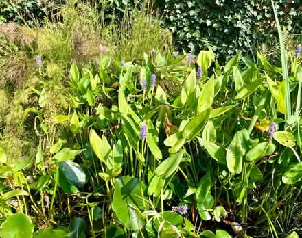Photo of free Pickerel Lillies for Pond (Bexhill TN39) #1