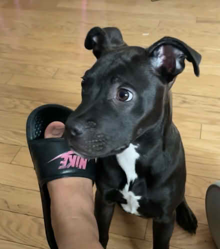 Photo of Dog harness (NW Suburbs) #1