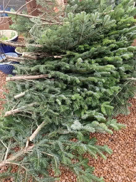 Photo of free Real christmas tree branches (Branston DE14) #2