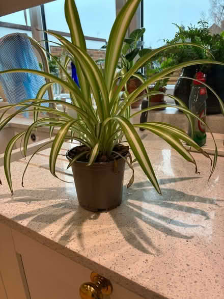 Photo of free Spider plants x 2 (Beaconsfield HP9) #1