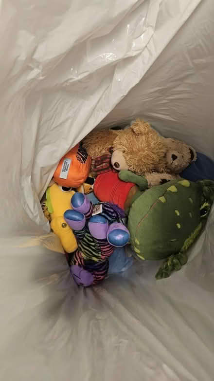 Photo of free Teddys (Panshager AL7) #1