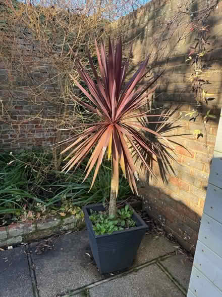 Photo of free Pots plants and trailing tower (Yapton BN18) #3