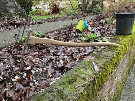 Photo of free Hoedag, tree planting tool (Tigard, Oregon) #1