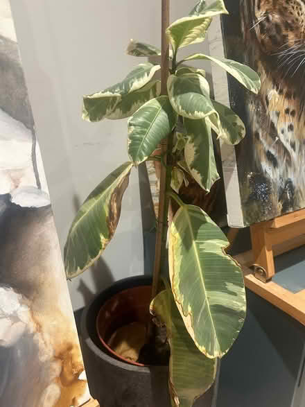 Photo of free Large plant (Hoddesdon EN11) #1