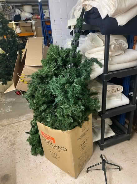 Photo of free Christmas Trees (Henley-on-Thames RG9) #2