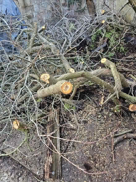 Photo of free Wood (Headington OX3) #1