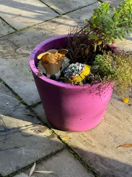 Photo of free Pots plants and trailing tower (Yapton BN18) #1