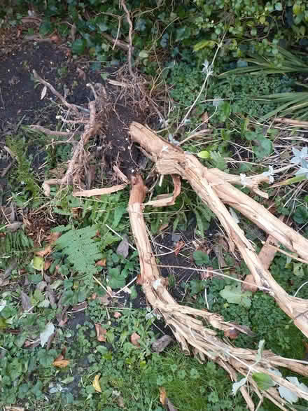 Photo of free Dwarf Buddleia (NE2 Spital Tongues) #1