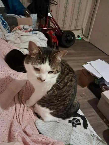 Photo of Food mixer (Meole Brace SY3) #1