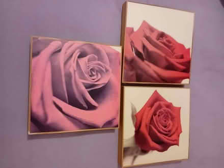 Photo of free 3 rose pictures (Egloshayle PL27) #1