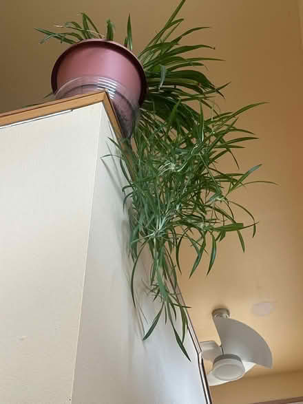 Photo of free Spider babies (NE Seattle) #3