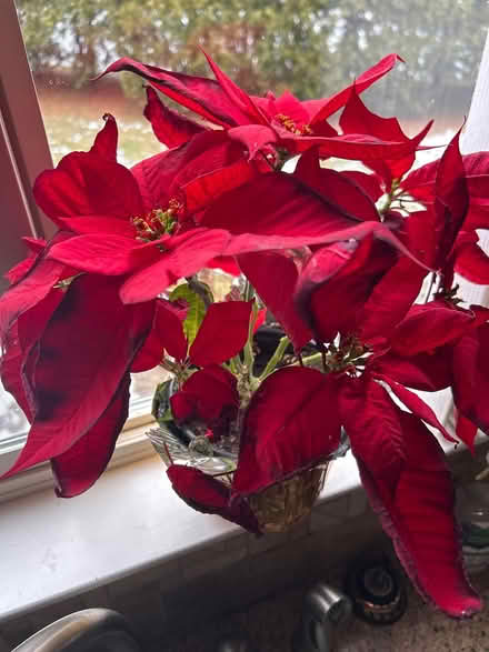Photo of free Poinsettia (Freedom and Drake) #1
