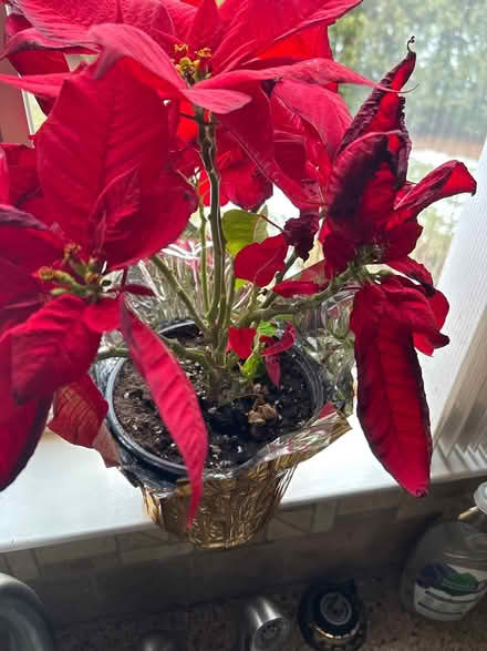 Photo of free Poinsettia (Freedom and Drake) #2
