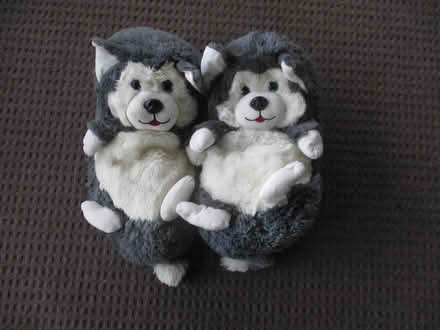Photo of free husky puppies stuffed animals (casselberry) #1