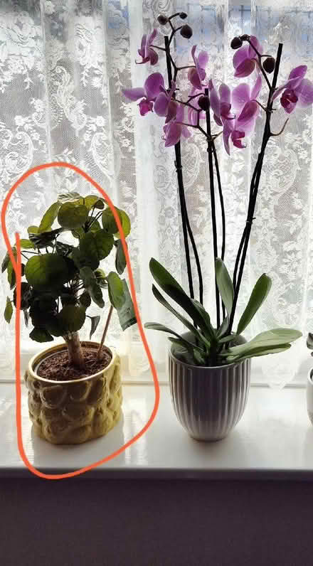 Photo of free Yellow plant pot (Figge's Marsh CR4) #2