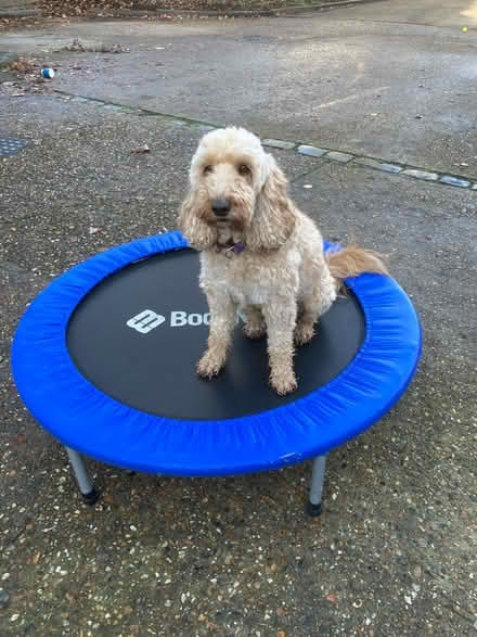 Photo of free Rebound exerciser / trampoline (East Finchley N2) #3