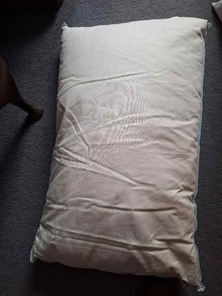 Photo of free 4 New feather pillows (South Green CM11) #2