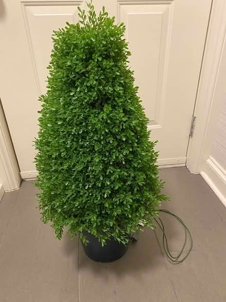 Photo of free Outdoor Christmas Tree (Downtown Halifax) #1