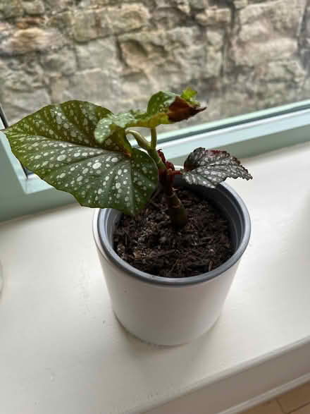 Photo of free Spotted begonia plant (Goldenacre EH3) #2