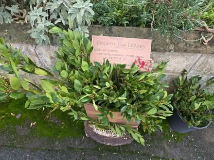 Photo of free Decorations (Lye Valley OX3) #4